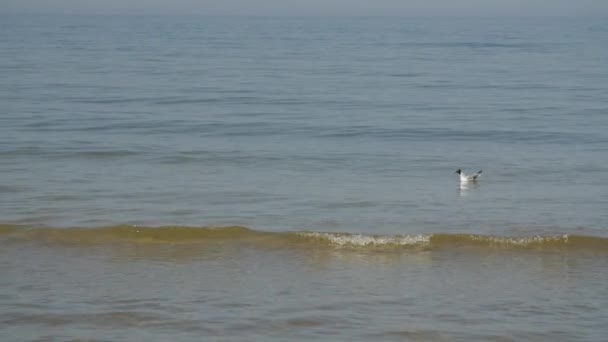 Αργή κίνηση από ένα μοναχικό Γλάρο στη Βαλτική θάλασσα. — Αρχείο Βίντεο