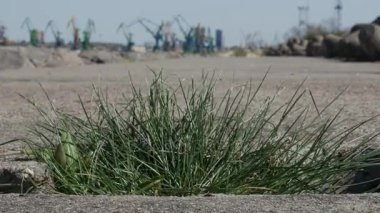 Beton üzerinde büyüyen çimen görünümünü kapat