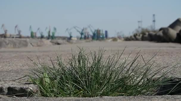 Vue rapprochée de l'herbe poussant sur le béton — Video