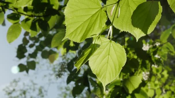 Grünes Blatt der sonnige Tag, Nahaufnahme. — Stockvideo