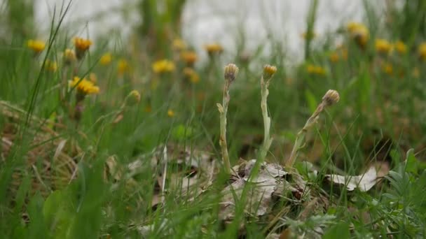 Natürlicher Hintergrund. Gelbe Blüten Huflattich wächst und blüht mit der ersten Frühlingshitze. — Stockvideo