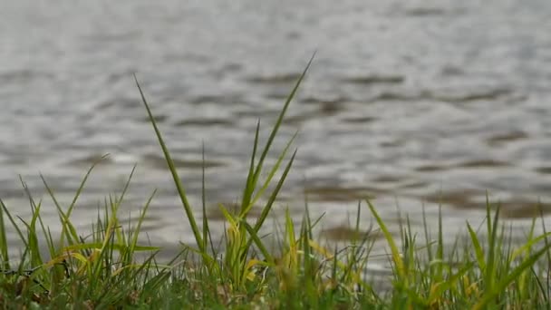 Riva del lago con erba dolce e altre piante oscillando nel vento . — Video Stock
