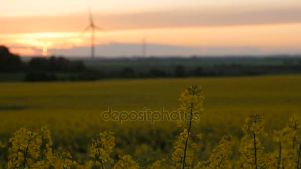 Rapsfeld - Sonnenuntergang mit Windkraftanlage. — Stockvideo