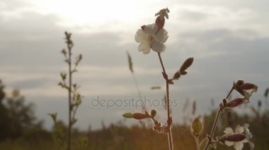 Gün batımında arka plan bulanık kaynaklanıyor ve çiçek kuru ot.