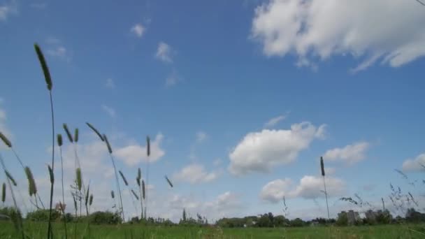 Green field and cloudy sky, timelapse. — Stock Video