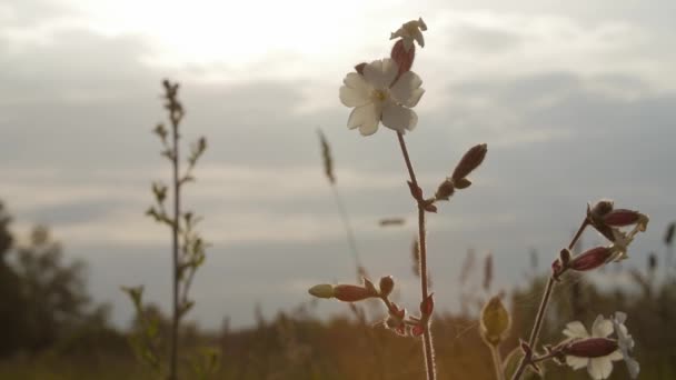 茎と花は日没で背景をぼかした写真の草を乾燥します。. — ストック動画