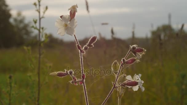 茎和花干草地上，在日落时的模糊背景. — 图库视频影像