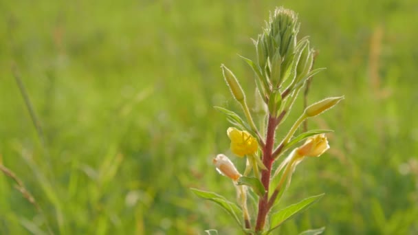 茎と花は日没で背景をぼかした写真の草を乾燥します。. — ストック動画