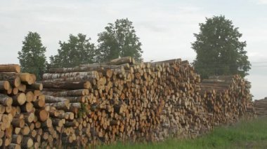 felling sonra yığılı kereste