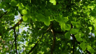 Güneş ışığı ağaçların yaprakları kendine yol yapar. Yoğun bir orman içinde güneş parlamak.