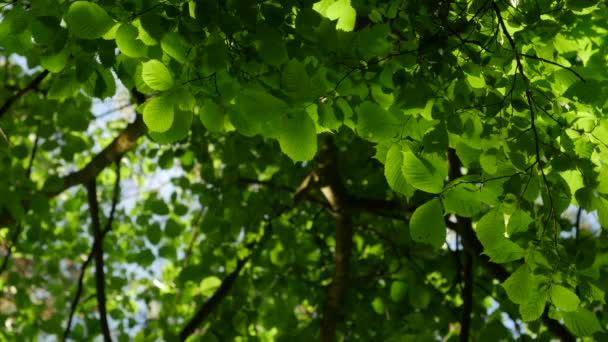 A luz do sol atravessa as folhas das árvores. Brilho solar em uma floresta densa . — Vídeo de Stock