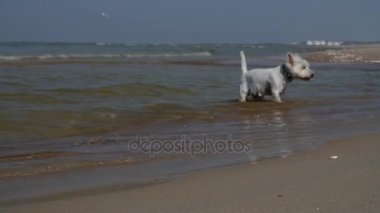 köpeği kumsalda oynarken