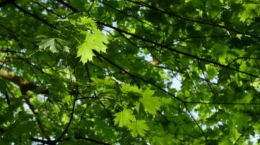 Akçaağaç yaprağı görünümünü kadar mavi bir gökyüzü üzerinde ağaç yeşil yaprak.