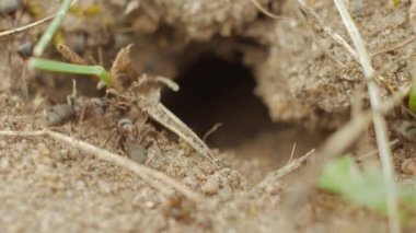 Koloni karıncalar bir çukurun içinde yere yakın çekim malzeme taşımak