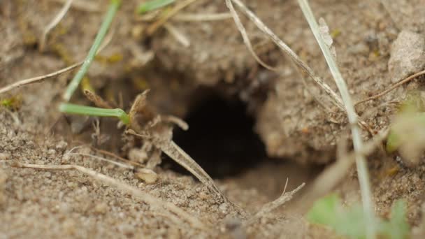 Mouvement lent : fourmis rampant autour de l'entrée d'un trou fourmi-colline . — Video