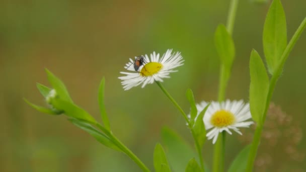 Fliege sammelt Nektar an Wildpflanzen — Stockvideo