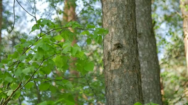 Petit oiseau sur le tronc de l'arbre sur la forêt printanière . — Video