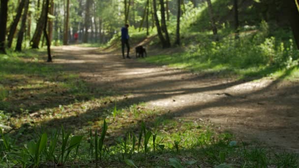 Köpeğini orman yolu boyunca ilkbaharda yürüyüşe erkek sahibi. — Stok video