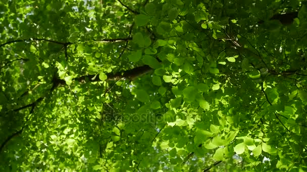 La luz del sol se abre camino a través de las hojas de los árboles. Deslumbramiento solar en un bosque denso . — Vídeo de stock
