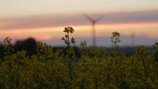 Rape field - sunset with wind turbine. — Stock Video