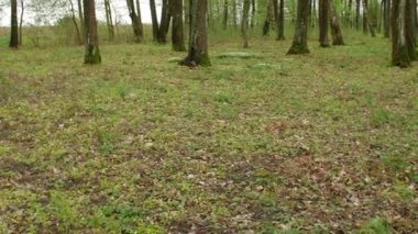 Orman, beyaz çiçek. Bahar sahne değişken ışık ile. Doymuş yeşil yaprakları seçmek.