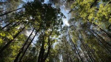 Alt görünümü ağaçların. Güneş ışınları ağaç kron ile gidiyoruz.