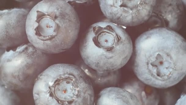 Fresh, ripe blue berries rotate, wild berry. Close up — Stock Video