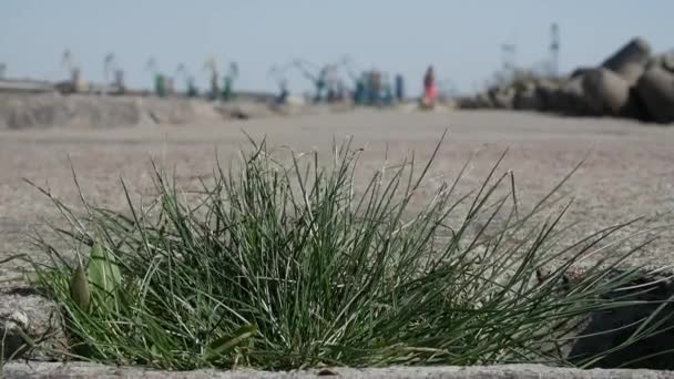 Nahaufnahme von Gras, das auf Beton wächst — Stockvideo