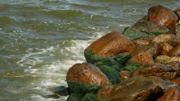 Orilla del mar con algas verdes y musgoso sobre piedras en el agua . — Vídeos de Stock