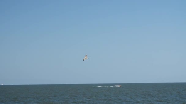 Gaivotas voando e nadando no mar Báltico . — Vídeo de Stock
