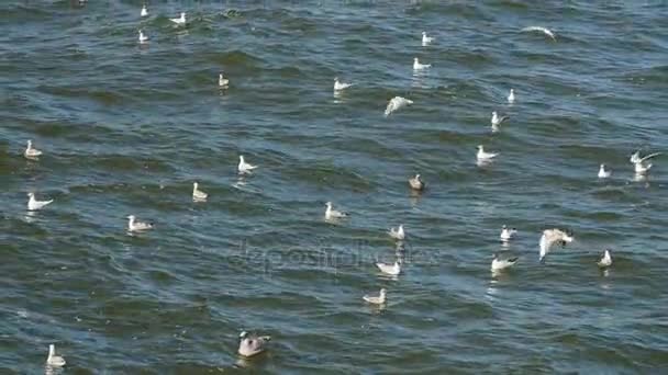 Gaivotas voando e nadando no mar Báltico . — Vídeo de Stock