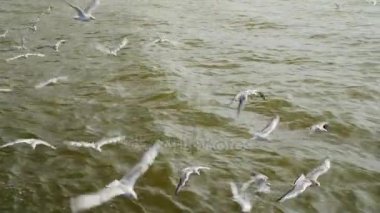 Birçok su üzerinde uçan martı. Closeup akın