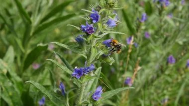 Mavi vahşi yol kenarındaki çiçek ve arı.