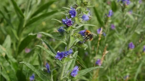 Blue wild roadside flower and bee. — Stock Video