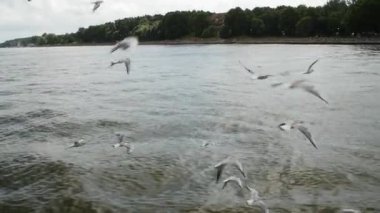 Birçok su üzerinde uçan martı. Closeup akın