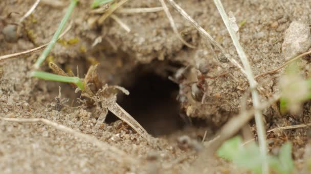 Αποικία μυρμηγκιών μεταφορά προμηθειών σε μια τρύπα στο έδαφος κοντινό πλάνο — Αρχείο Βίντεο