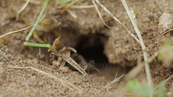 Slow motion: mieren kruipen rond de ingang naar een ant-hill gat. — Stockvideo