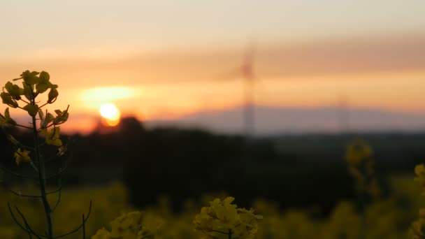 Verkrachting veld - zonsondergang met windturbine. — Stockvideo