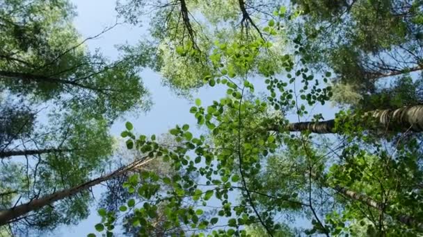 Variedad coronas de los árboles en el bosque de primavera contra el cielo azul con el sol . — Vídeos de Stock