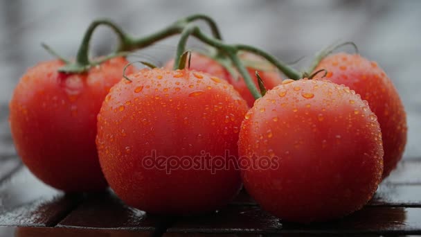 Droppar på mogna tomater. Närbild. — Stockvideo