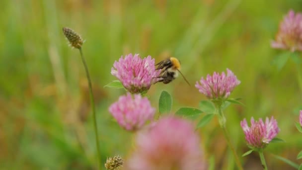 Stäng upp humla på Rödklöver blomma — Stockvideo