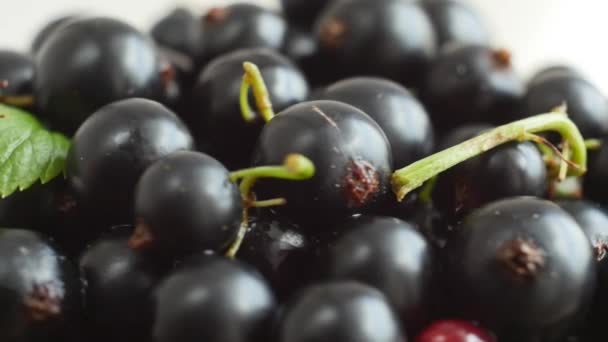 摘みたての黒スグリの果実. — ストック動画