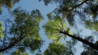Mavi gökyüzü güneş ile bahar ormandaki ağaçlar çeşitli kron.