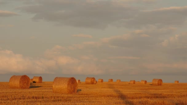 Пшеничное поле после сбора урожая с тюками соломы на закате — стоковое видео