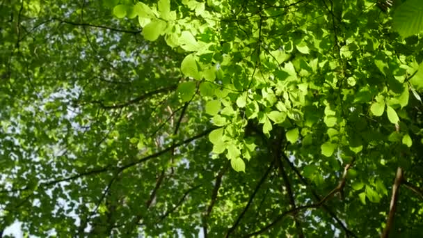 日光は木の葉を介して、その方法を作る。鬱蒼とした森に太陽のまぶしさ. — ストック動画