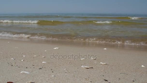 Морський берег з чистим піщаним пляжем і мушлями в сонячний літній день . — стокове відео
