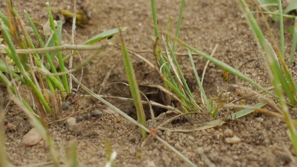 Hormigas yendo y saliendo de su agujero construyendo trozos de arena, construyendo su nido, cámara lenta . — Vídeo de stock