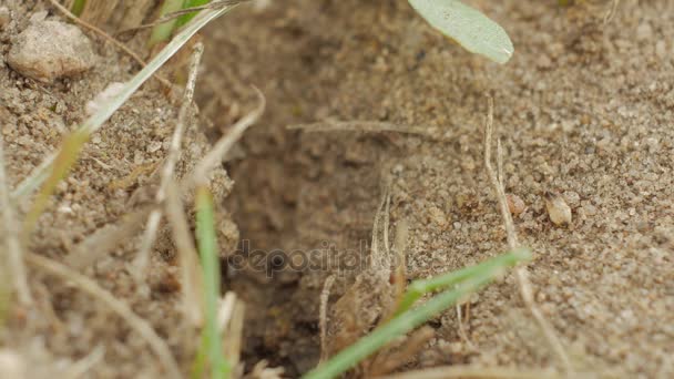 Colony Ants carry supplies in a hole in the ground close-up — Stock Video