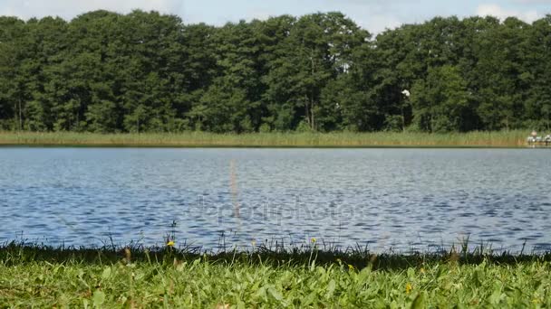 Natura con una superficie calma di acque limpide del lago e piante verdi — Video Stock
