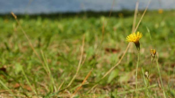 Gula vilda blommor på stranden av sjön — Stockvideo